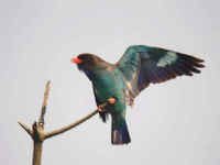 Oriental    Dollarbird