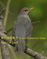 되지빠귀Grey-backed Thrush