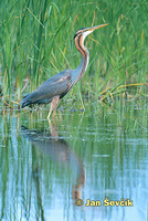 Photo of Ardea purpurea, Purpurreiher, Purple Heron, volavka červená.