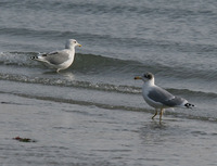 큰검은머리갈매기 Great Black-headed Gull