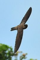 Himalayan Swiftlet (Aerodramus brevirostris)