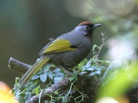 ズアカガビチョウ Chestnut-crowned Laughingthrush Garrulax erythrocephalus