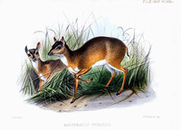 nanotracus pygmaeus