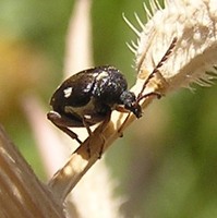 Bruchidius albopictus