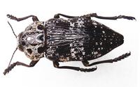 Capnodis cariosa