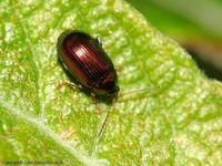 Crepidodera aurea