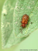 Dicladispa testacea
