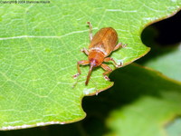 Dorytomus melanophthalmus