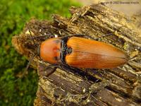 Elater ferrugineus