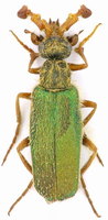 Cerocoma adamovichiana