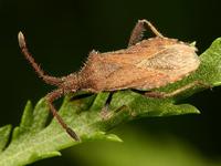 Coriomeris denticulatus