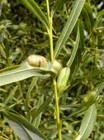 Pontania vesicator