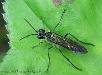 Rhogogaster viridis