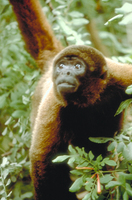 Silvery woolly monkey (Lagothrix poeppigii)