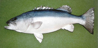 Polyprion oxygeneios, Hapuka: fisheries, gamefish