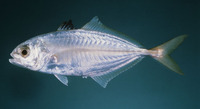 Alepes melanoptera, Blackfin scad: fisheries