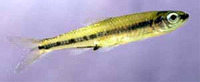 Notropis petersoni, Coastal shiner: fisheries, bait