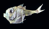 Argyropelecus hemigymnus, Half-naked hatchetfish: