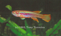 Aphyosemion louessense, : aquarium