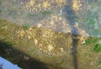 Paralichthys adspersus, Fine flounder: fisheries
