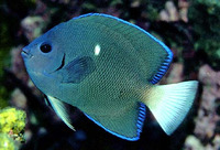 Holacanthus limbaughi, Clipperton angelfish: