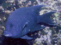 Microspathodon dorsalis, Giant damselfish: