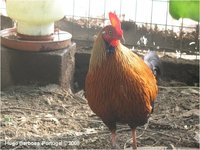 Ceylon Junglefowl Gallus lafayettei