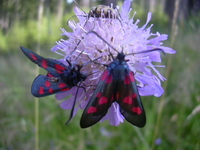 Zygaena lonicerae - Narrow-bordered Five-spot Burnet