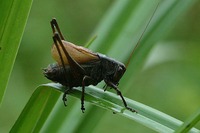 Zeuneriana marmorata