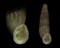 Alopia bielzii clathrata