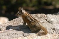 Image of: Tamias minimus (least chipmunk)