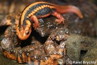 Tylototriton shanjing - Mandarin Newt