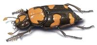 Image of: Nicrophorus americanus (American burying beetle)