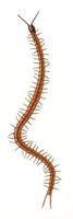 Image of: Pachymerium ferrugineum