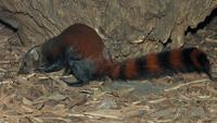 Galidia elegans - Ring-tailed Mongoose