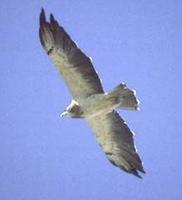 Image of: Buteo swainsoni (Swainson's hawk)