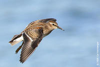 Image of: Calidris minutilla (least sandpiper)