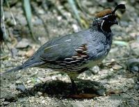 Image of: Callipepla gambelii (Gambel's quail)