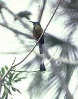 Image of: Eumomota superciliosa (turquoise-browed motmot)