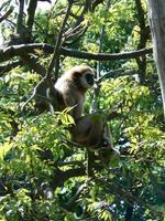 Hylobates lar - White-handed Gibbon