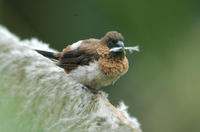 Image of: Lonchura striata (white-rumped munia)