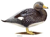 Image of: Tachyeres pteneres (flightless steamerduck)
