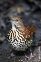 Image of: Toxostoma rufum (brown thrasher)