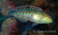 Halichoeres nebulosus - Clouded Rainbow Fish