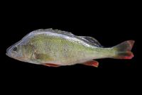 Perca fluviatilis - English Perch