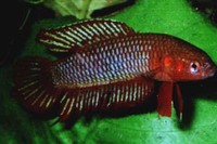 Betta burdigala