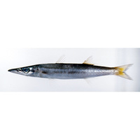 Sphyraena iburiensis Doiuchi et Nakabo, 2005 [Sphyraenidae]