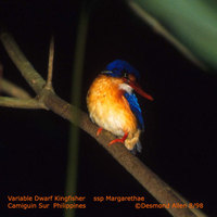 Variable Dwarf Kingfisher - Ceyx lepidus