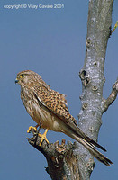 Common Kestrel - Falco tinnunculus