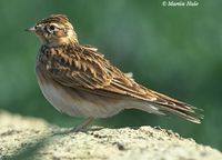 Eurasian Skylark - Alauda arvensis